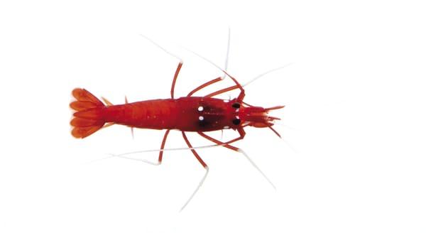 Freshwater Shrimp