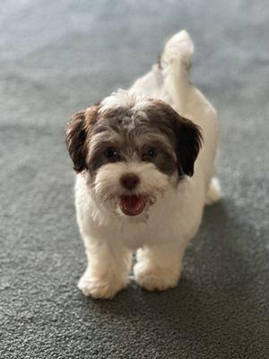 Chloe - white and tan, blue eyed toy Havanese