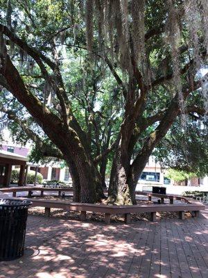 SCDS Upper School Quad