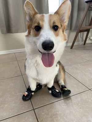 Appa the Corgi with his new shoes! He's ready for summer