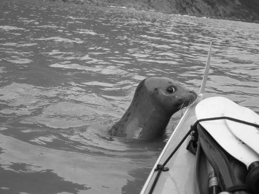 Harbor Seal at  kayak tasting party