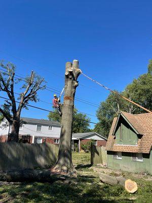 PR Tree Service