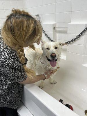 Dodger during his most recent bath with Nazy