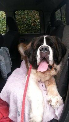 Clyde, a 150Lb St Bernard. We love caring for pups of all shapes and sizes