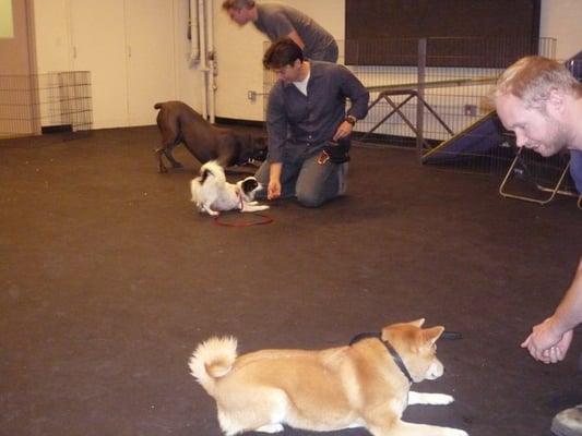 Group Dog Training Class