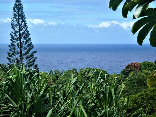 Maui's North Shore breezes.