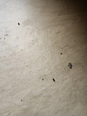 Mouse droppings in drawers.