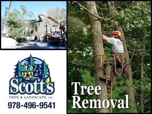 tree climber tree removal