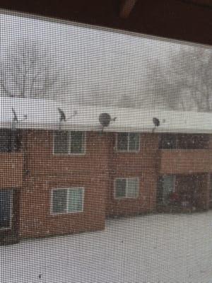 Taken from my kitchen window of the backyard courtyard from my place at Parkside Gardens Apartments.