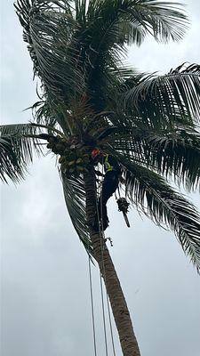 Trimming up a coconut palm