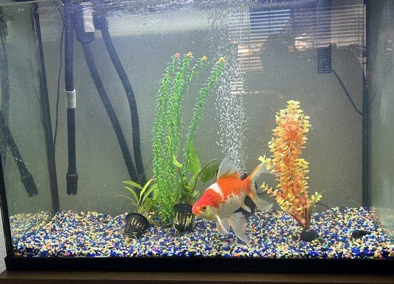 After: happy, healthy fish (Gil)