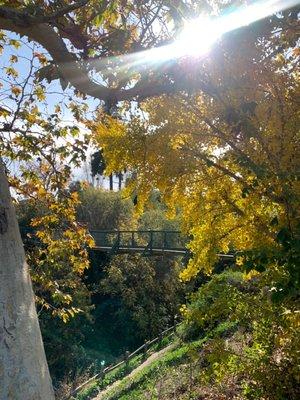 Bridge & fall trees