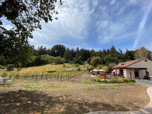 Vineyard and seating area