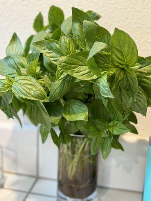 Basil Bouquet looks great in my kitchen.