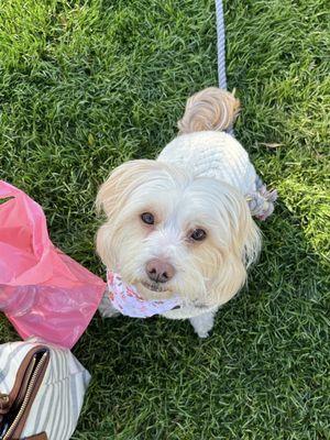 Lola post haircut