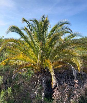 Random palm tree on the trail