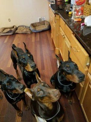 Doberman Gang