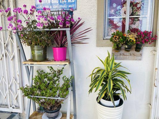 Beautiful plants outside the door before you walk in