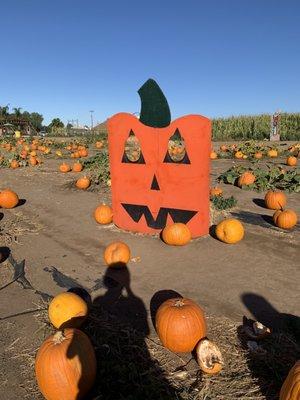 Pumpkin patch