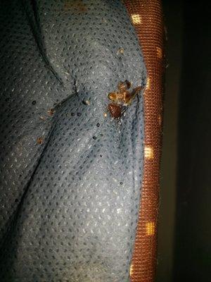 Lots of bed bugs