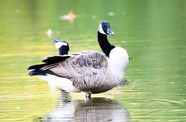 Canadian Geese at the Bog Garden