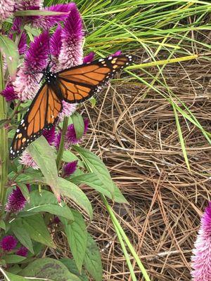 Monarch butterfly migration stops at the gardens in front of Bucky's Lounge in the fall