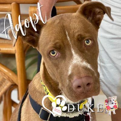 Duke 1 year old sweet boy needs a fur-ever family