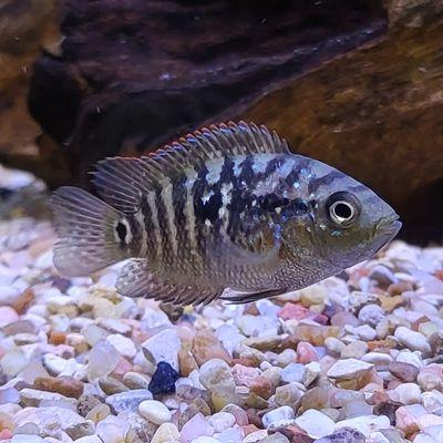 Jack Dempsey Cichlid