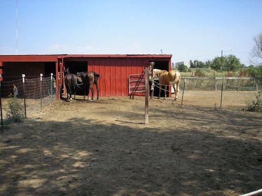 Large runs with box stalls.