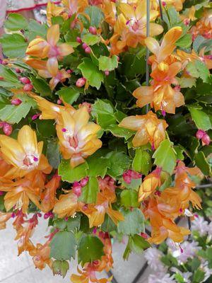 New variety Christmas Cactus