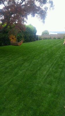 Lawn maintained organically!