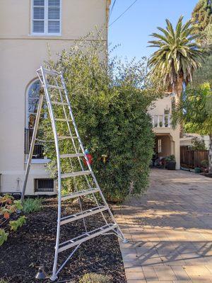 Cycling Arborist