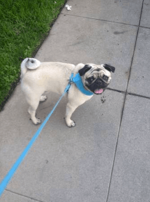 Mr. Melon enjoying his walk :)