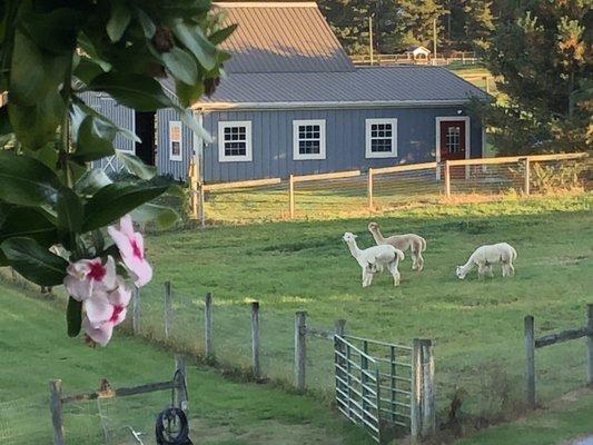 View of the barn and alpacas from the Coyner Room balcony.