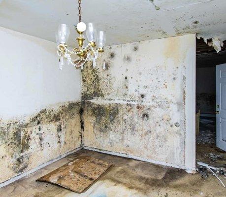 Mold damage