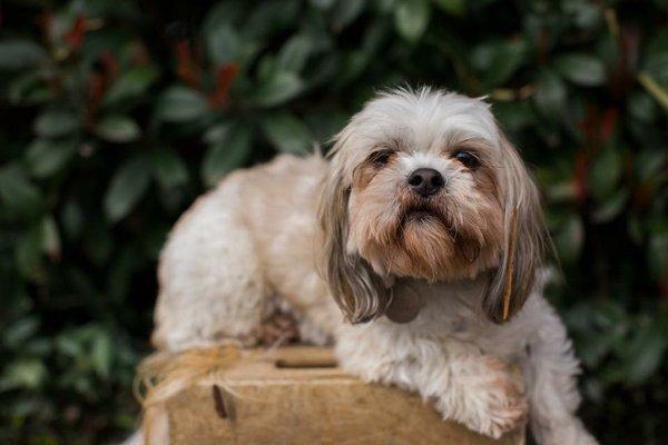 Mr. Pee Wee. The therapy Dog