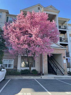 A cherry tree canopy for the balcony!