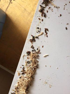 Mouse droppings and damage within zippyshell/ 1800 packrat container found upon delivery