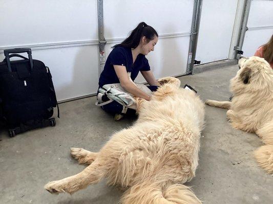 Chief and Lady receive a comforting home examination from their vet