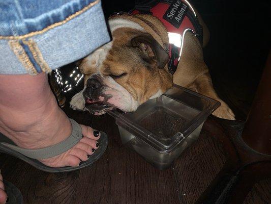 Mia fell asleep on the water dish, Brixx provided.