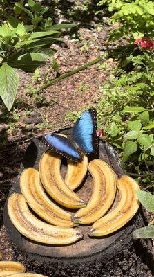 Butterfly Garden