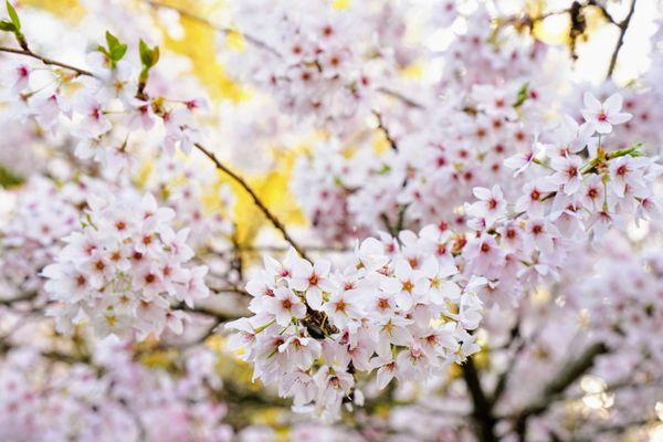 Cherry Blossoms.