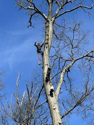 Jersey Green Tree Service