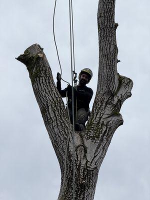 English walnut removal with a very tight drop zone