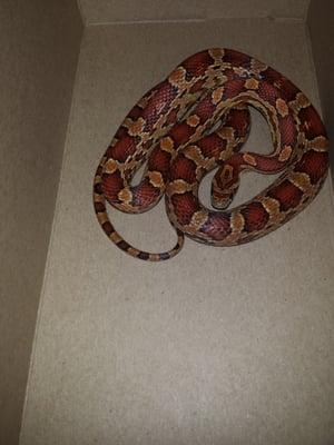 Stanley. Just a sweet, normal corn snake who got too big for his roommates and needed a good home.