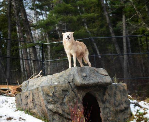 Got a good close up of a wolf.