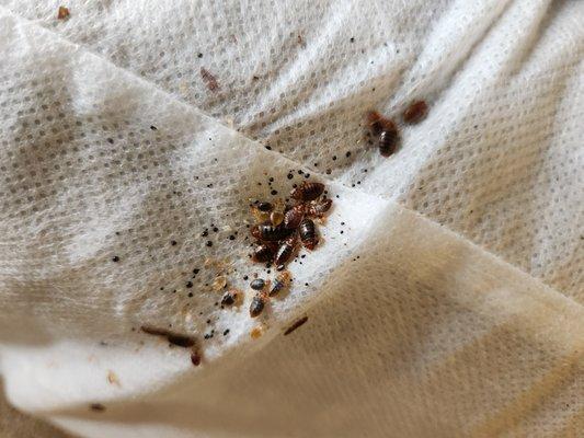 We do natural Bed Bug service available and prevention.