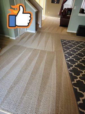 Spring into action! best carpet cleaning ever