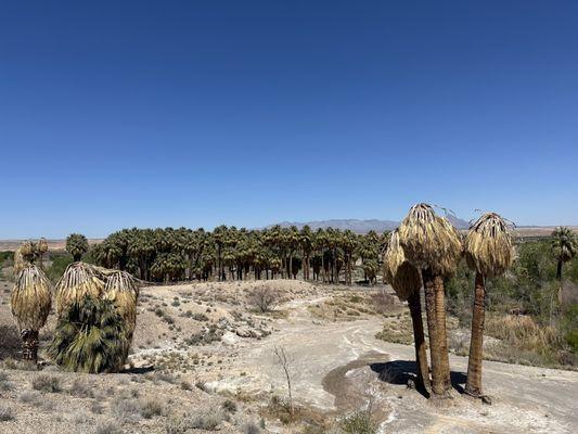 Moapa Valley National Wildlife Refuge