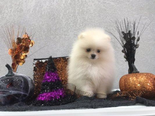 Extreme Teddybear Pomeranian For Sale